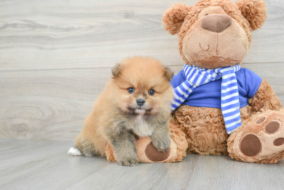 Best Pomeranian Baby