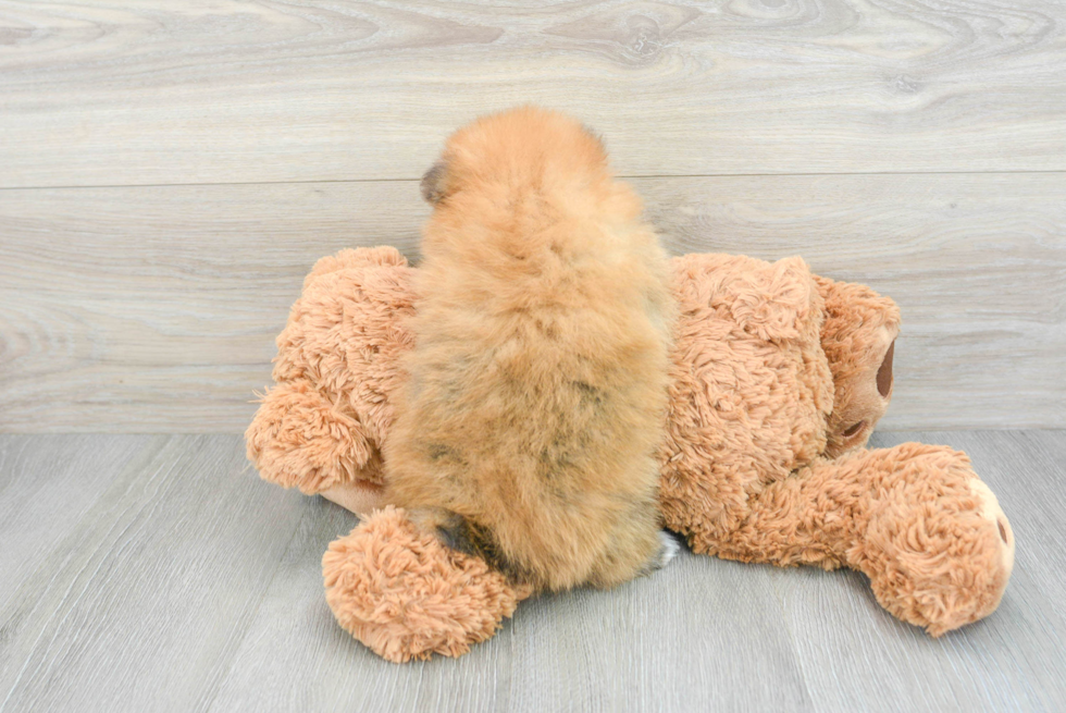 Pomeranian Pup Being Cute