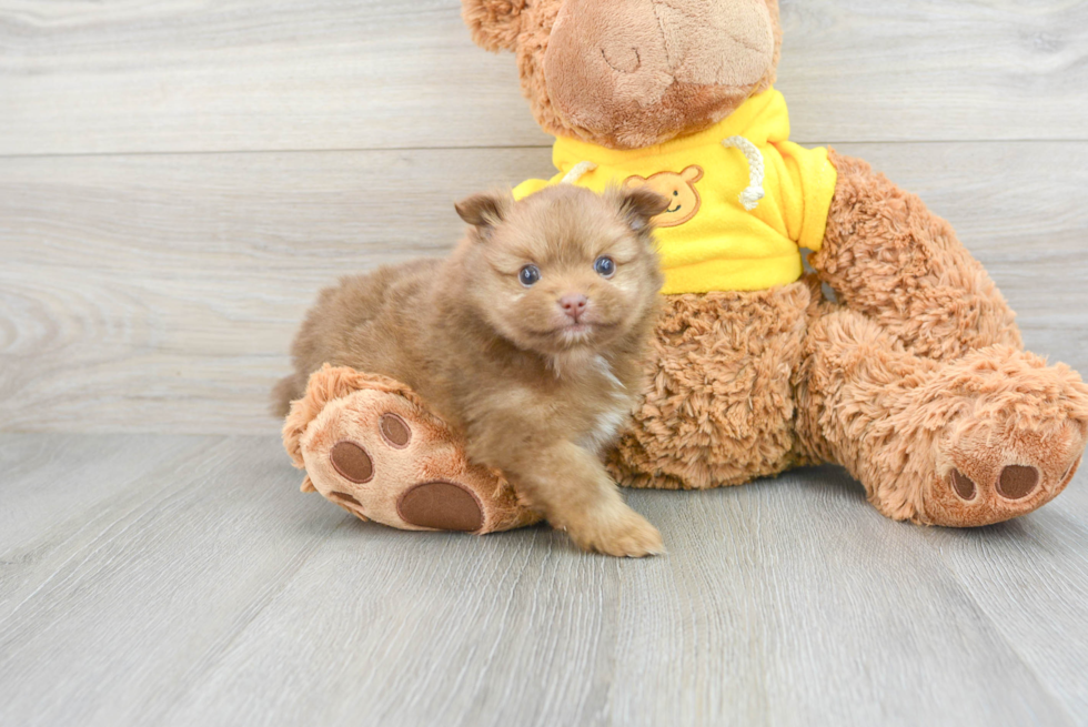 Playful Pomeranian Purebred Pup