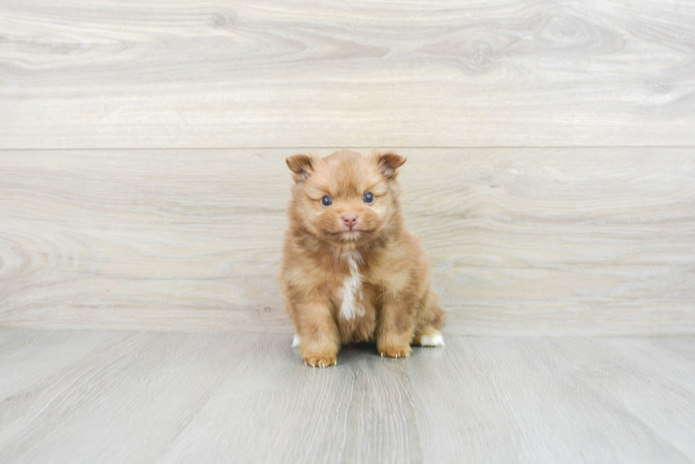 Popular Pomeranian Purebred Pup