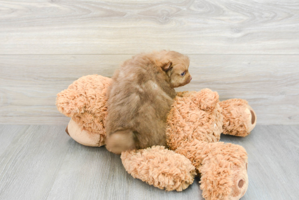 Pomeranian Pup Being Cute