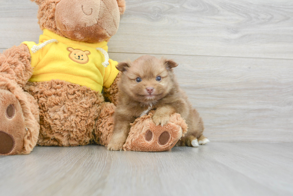 Small Pomeranian Purebred Pup