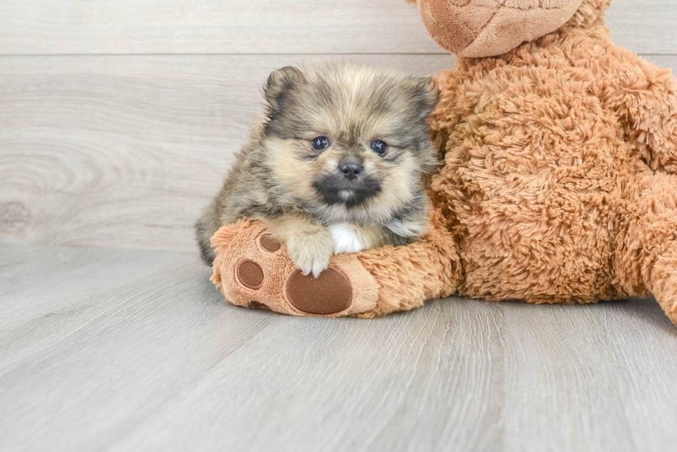 Best Pomeranian Baby