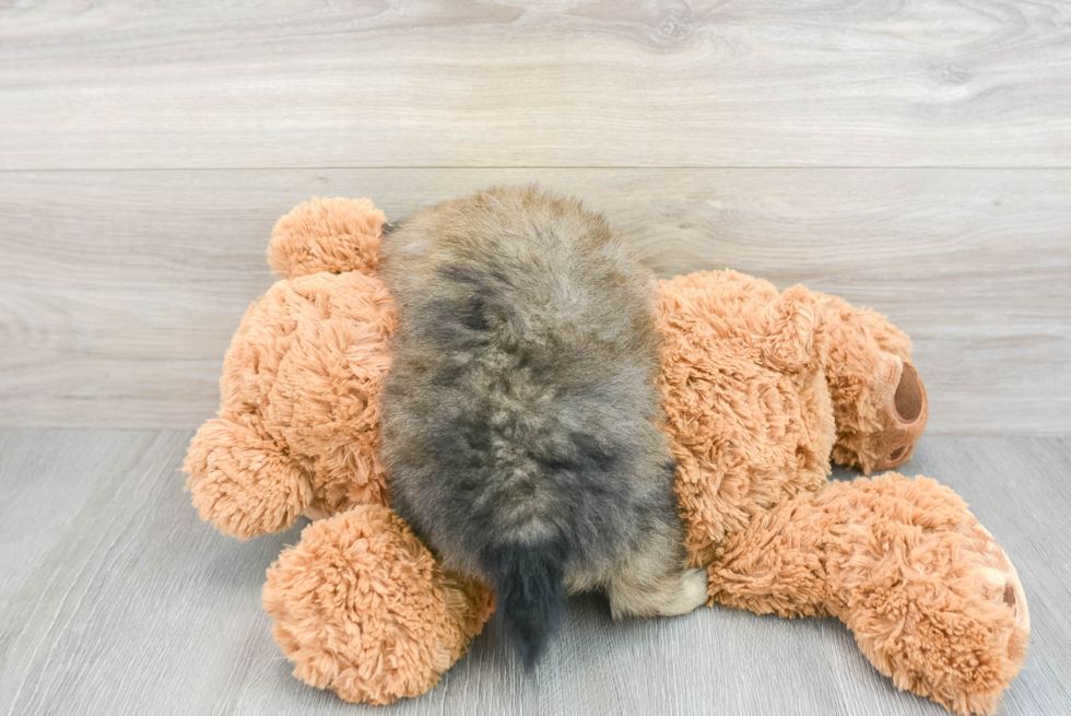 Popular Pomeranian Purebred Pup