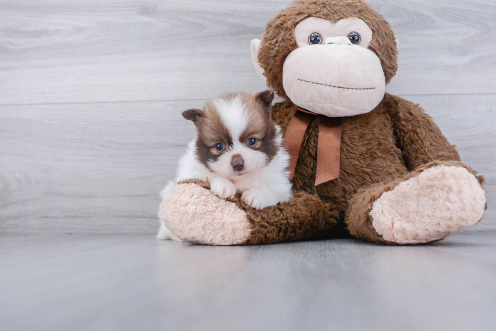 Pomeranian Puppy for Adoption