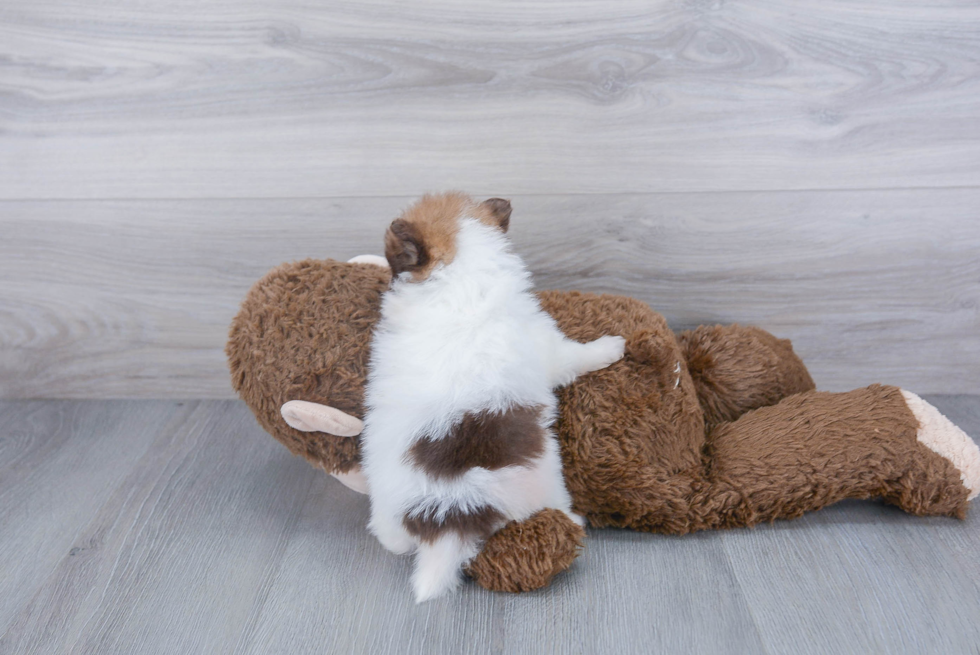 Pomeranian Puppy for Adoption