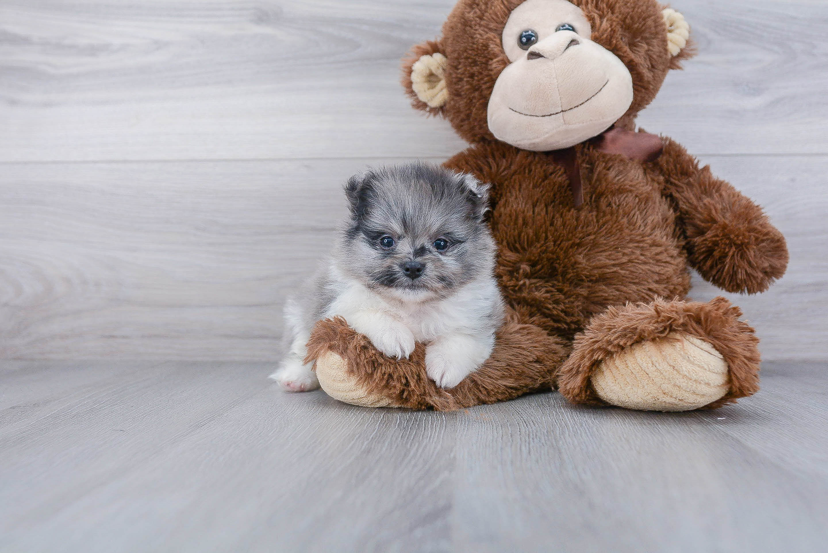 Petite Pomeranian Purebred Puppy