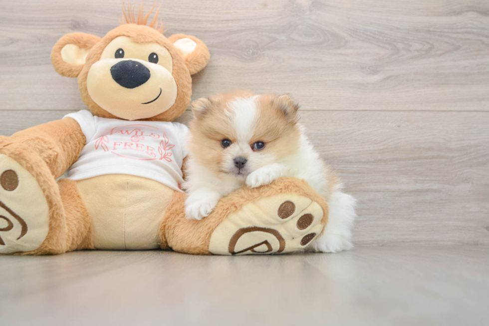 Pomeranian Puppy for Adoption