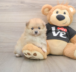 8 week old Pomeranian Puppy For Sale - Premier Pups