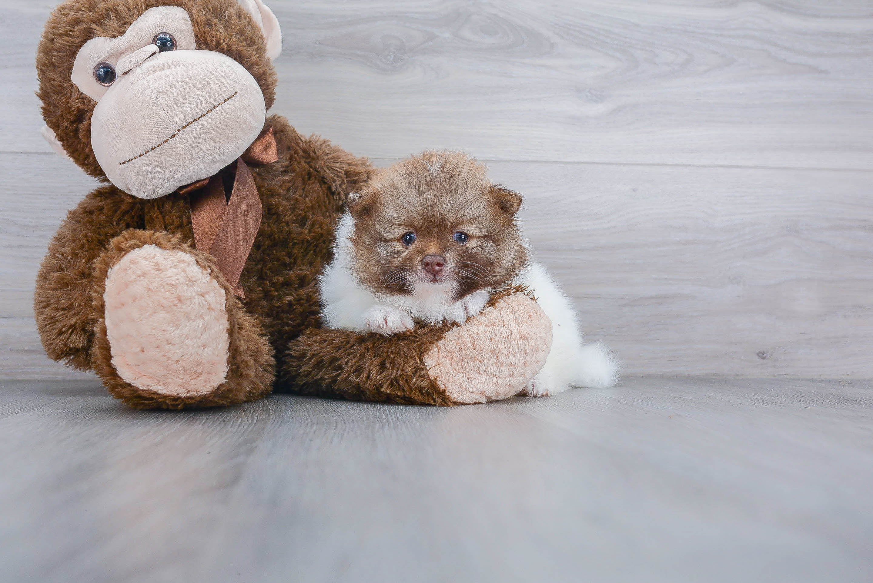 Pomeranian Pup Being Cute