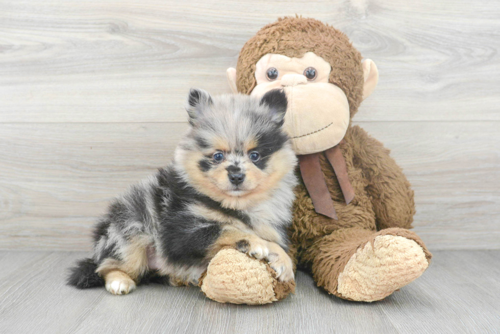 Funny Pomeranian Baby