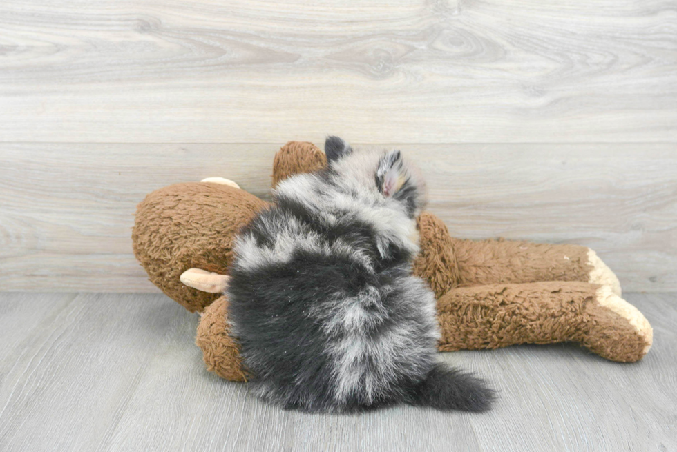 Pomeranian Pup Being Cute