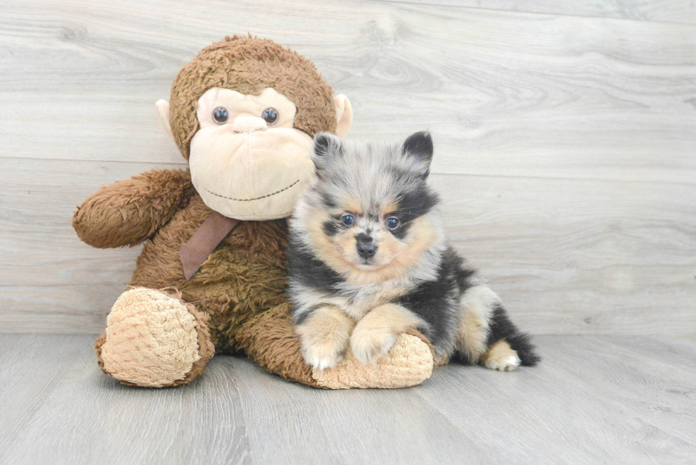 Pomeranian Pup Being Cute
