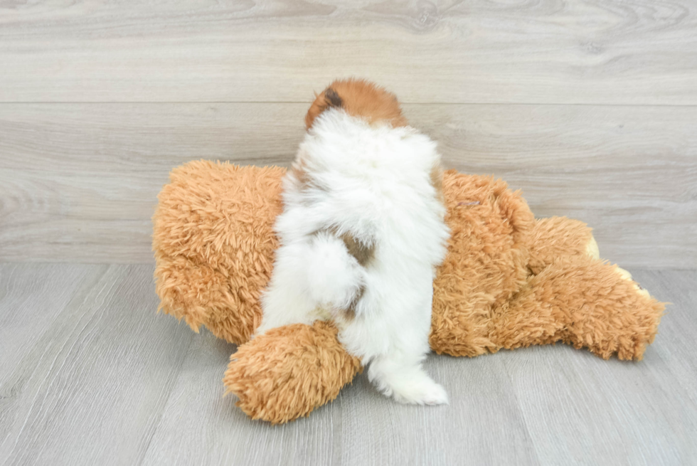 Pomeranian Puppy for Adoption