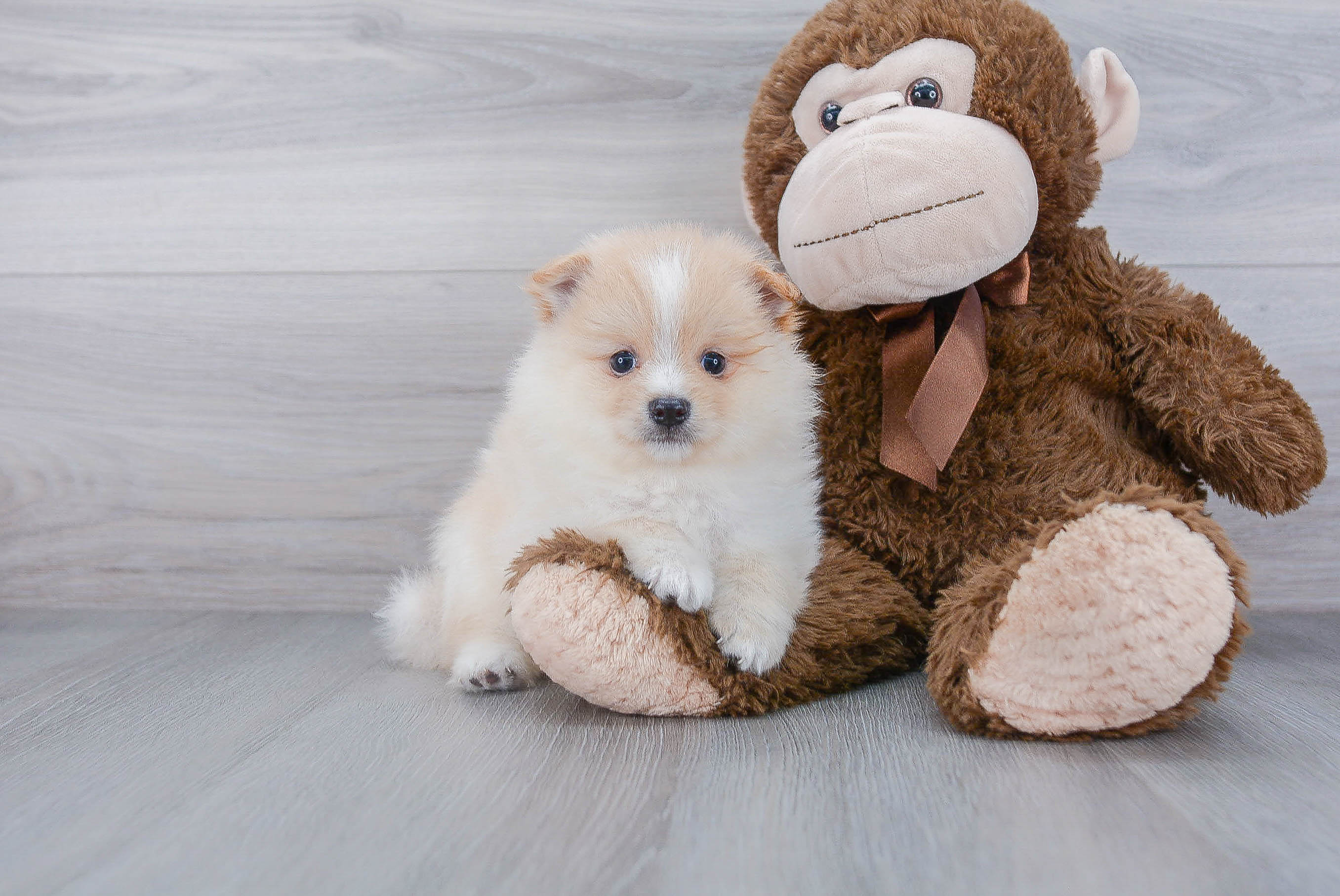 Pomeranian Pup Being Cute