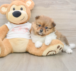 9 week old Pomeranian Puppy For Sale - Premier Pups