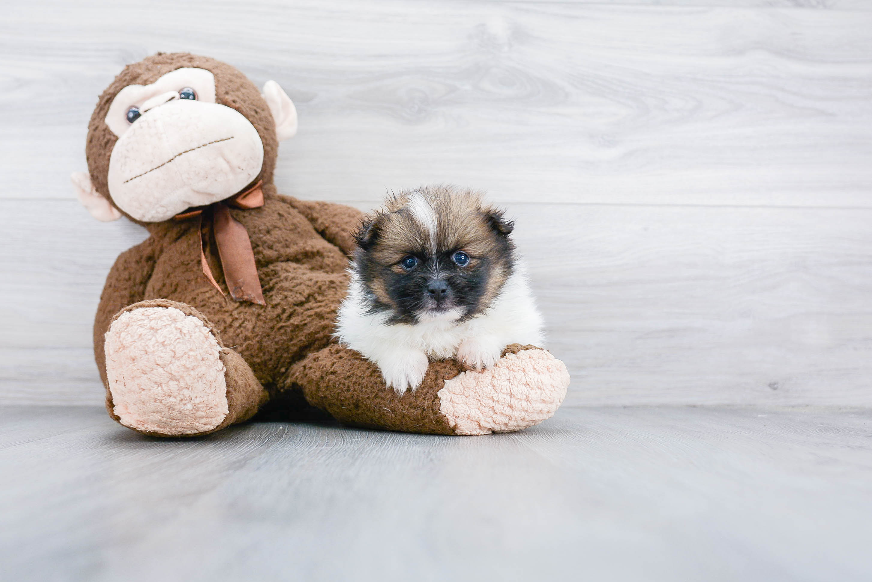 Playful Pomeranian Baby