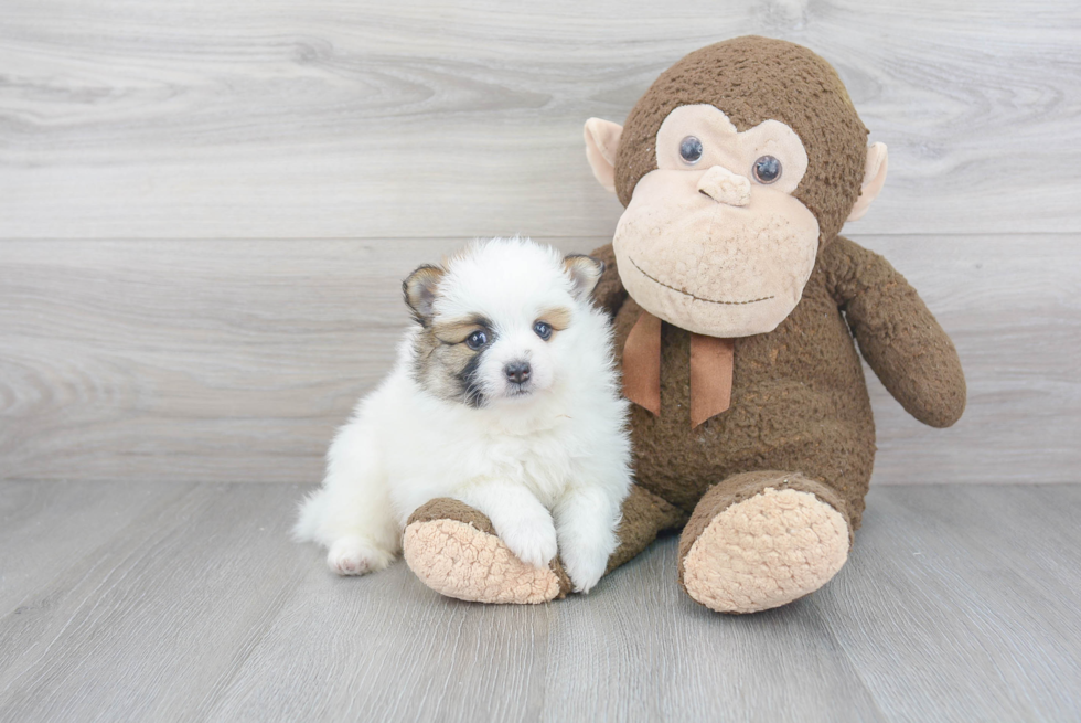 Little Pomeranian Purebred Pup