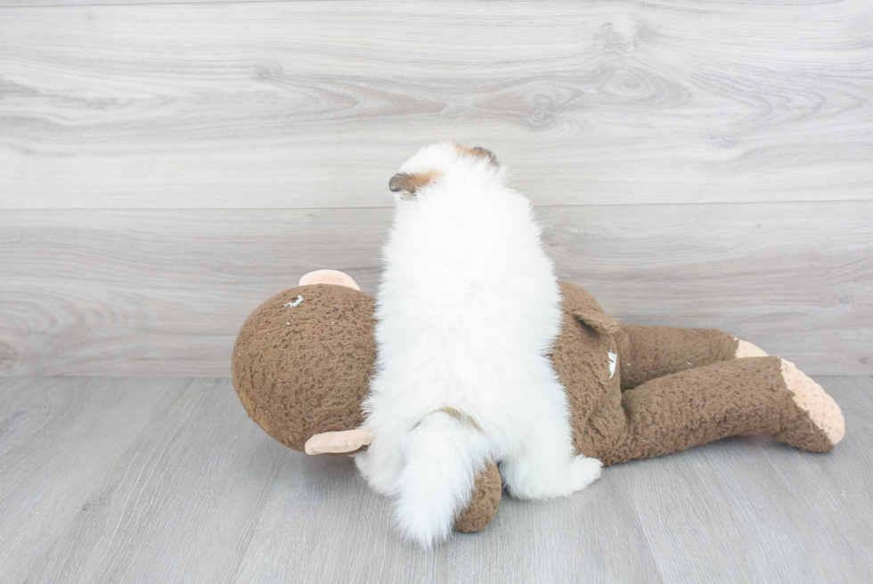 Small Pomeranian Baby