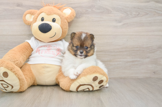 BOOP, a Pomeranian littermate