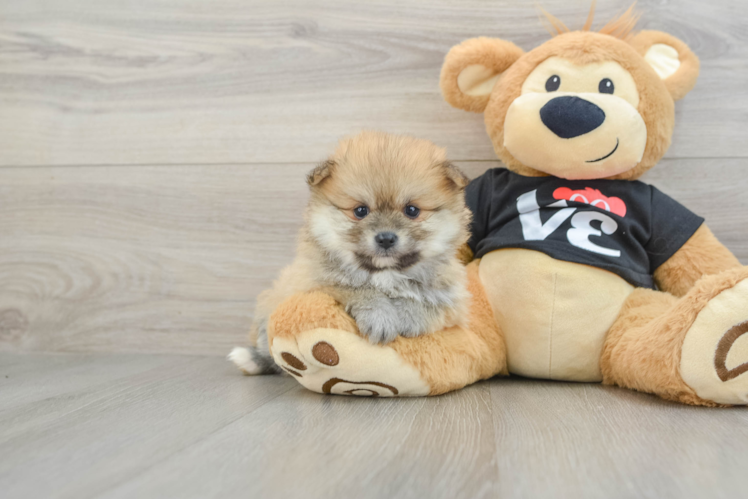 Energetic Deutscher Spitz Purebred Puppy