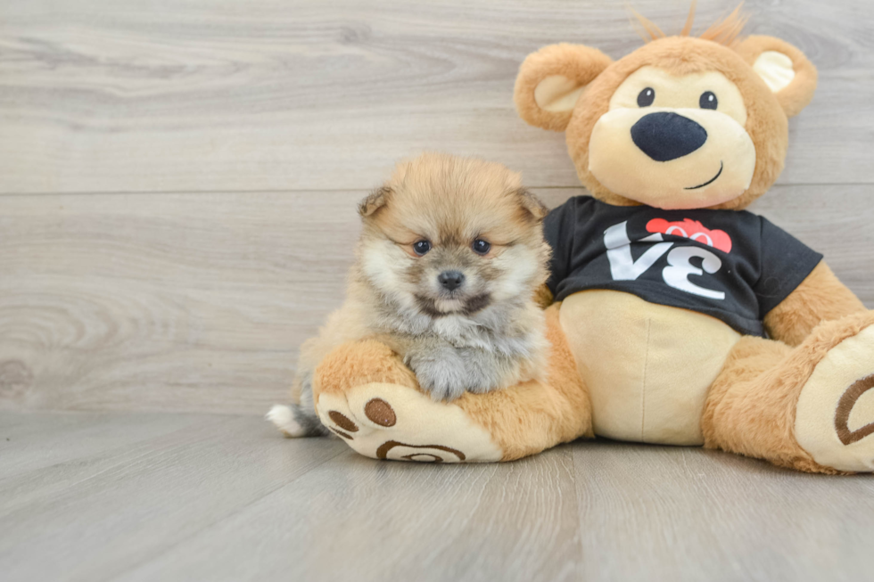 Energetic Deutscher Spitz Purebred Puppy