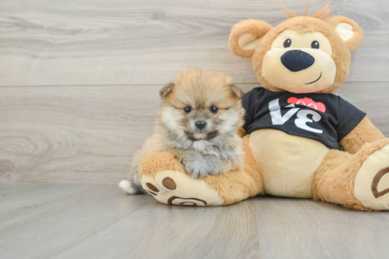 Energetic Deutscher Spitz Purebred Puppy