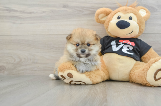 Energetic Deutscher Spitz Purebred Puppy