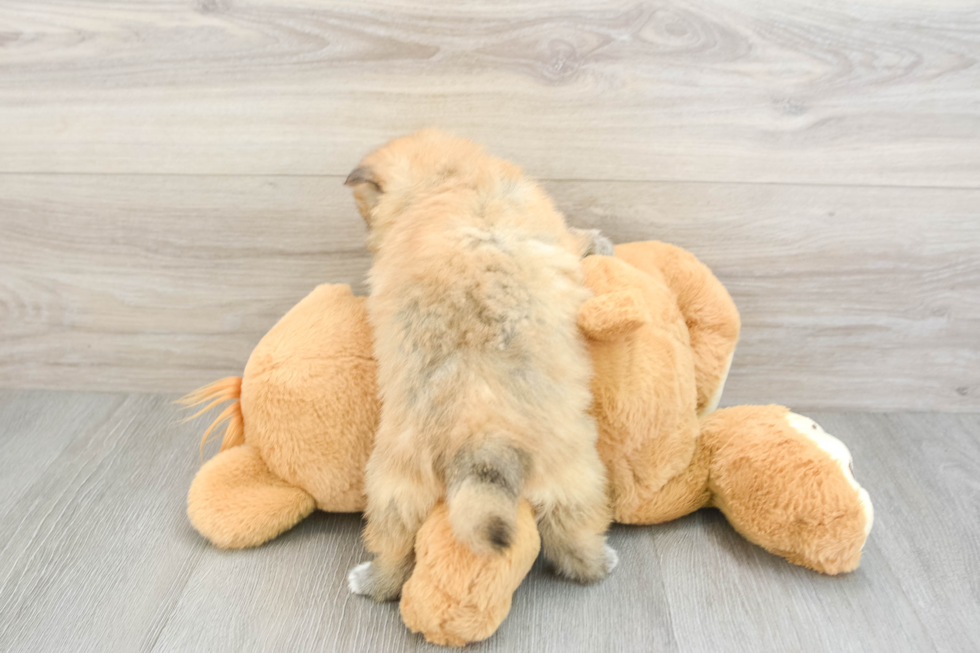 Best Pomeranian Baby