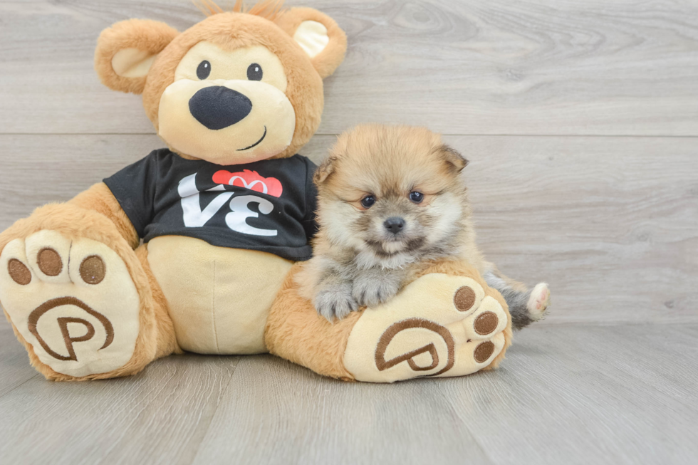 Petite Loulou Purebred Puppy