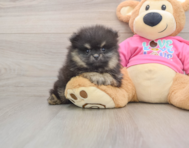 8 week old Pomeranian Puppy For Sale - Premier Pups