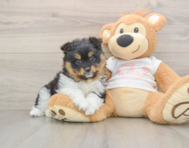 8 week old Pomeranian Puppy For Sale - Premier Pups