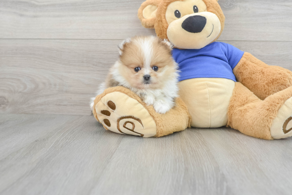 Smart Pomeranian Purebred Puppy