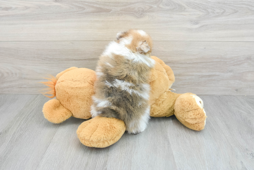 Sweet Pomeranian Purebred Puppy