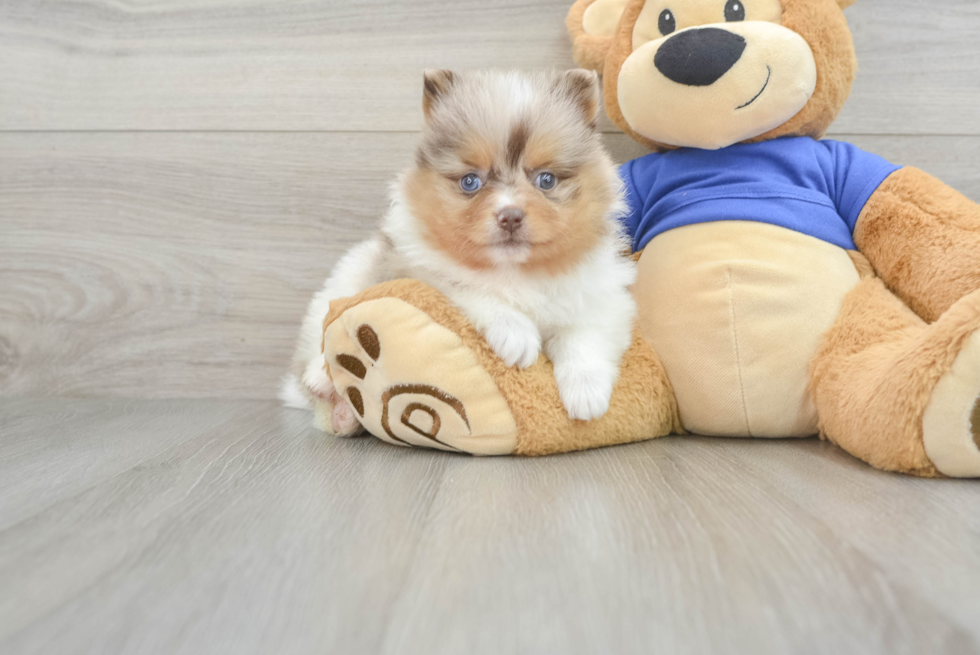 Funny Pomeranian Baby