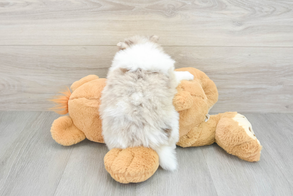 Best Pomeranian Baby