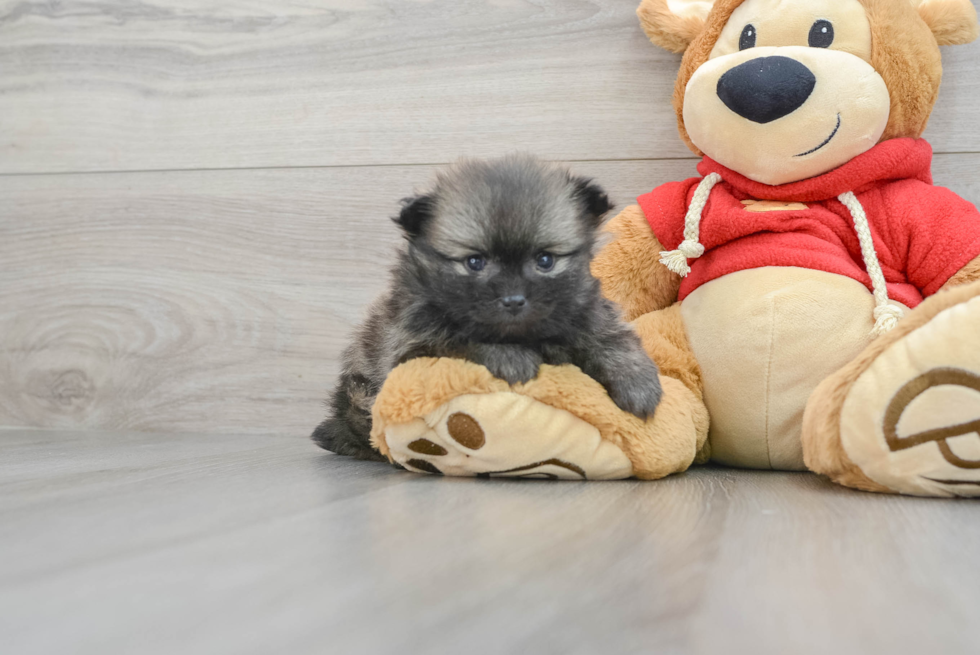 Best Pomeranian Baby