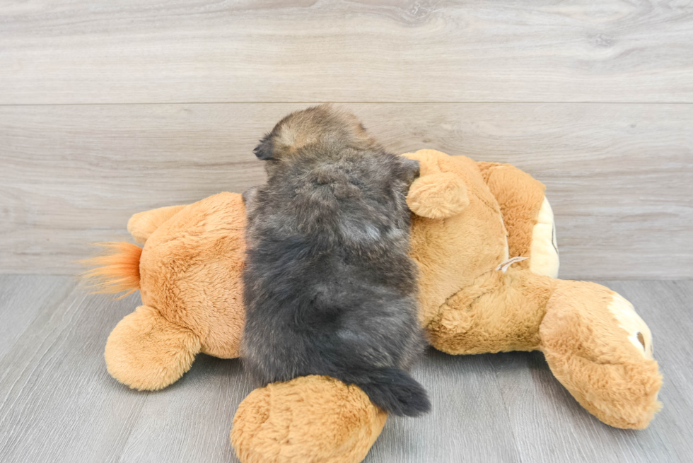 Pomeranian Pup Being Cute