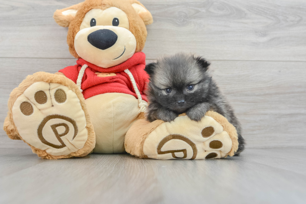 Best Pomeranian Baby