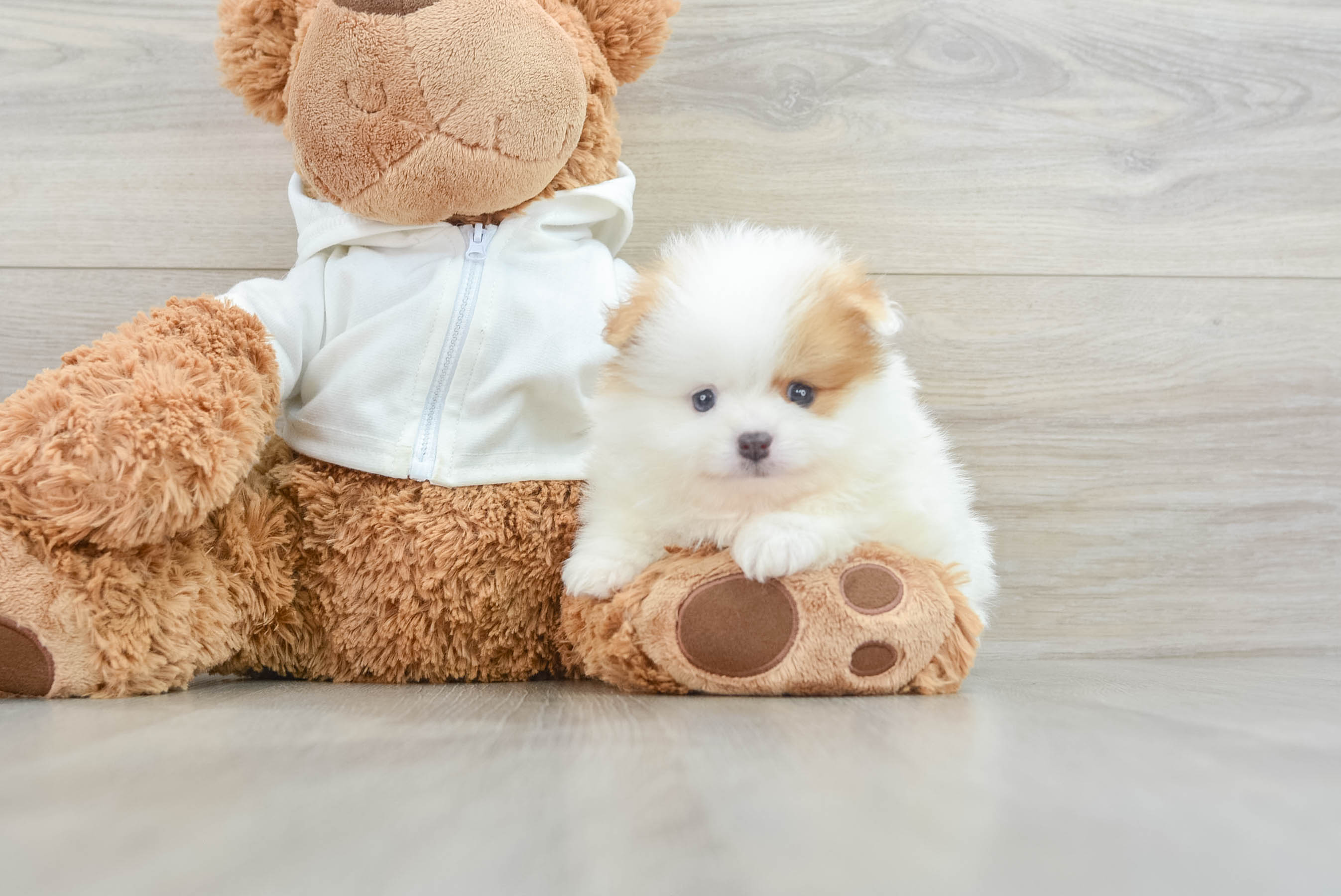 Smart Loulou Purebred Puppy