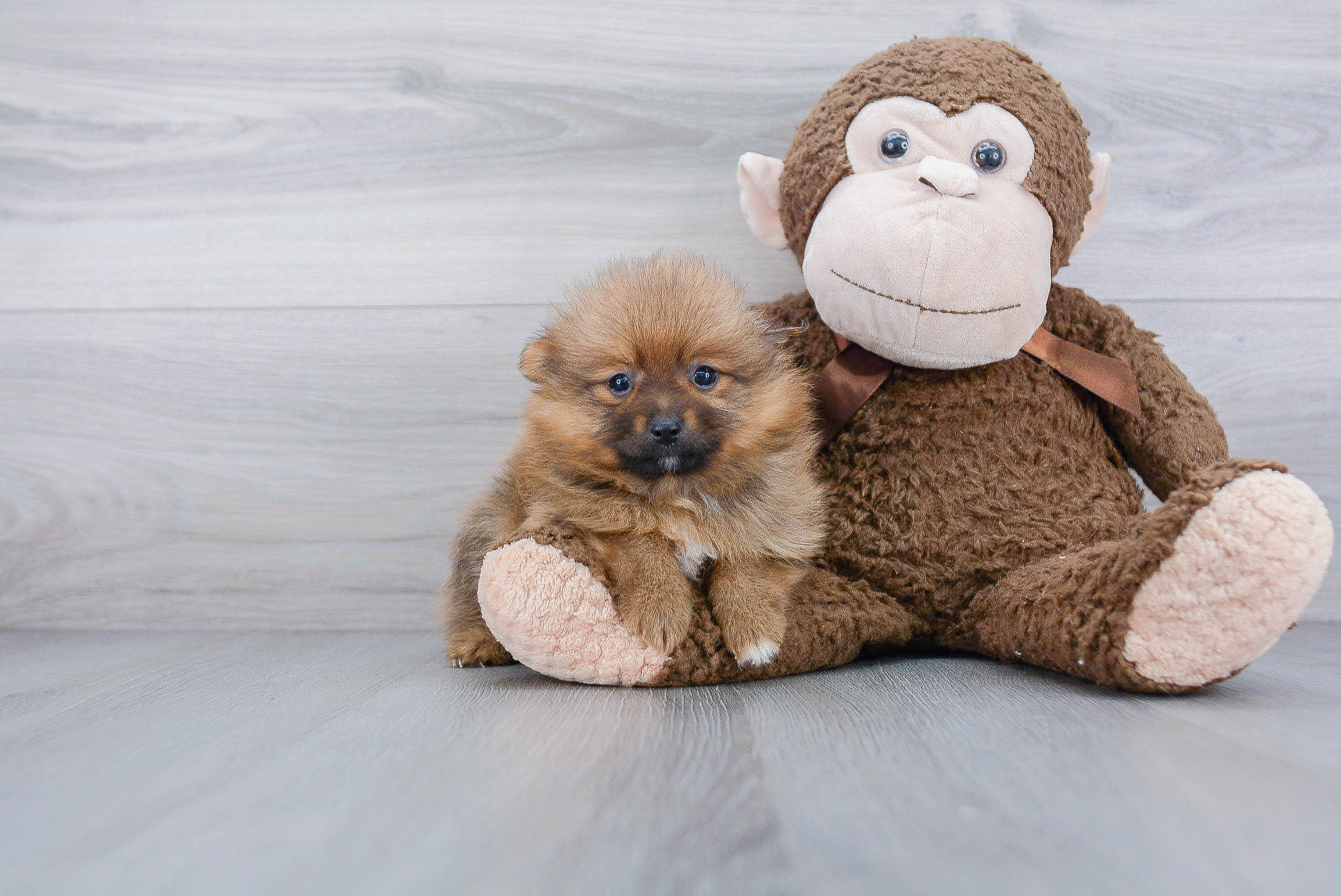 Pomeranian Pup Being Cute