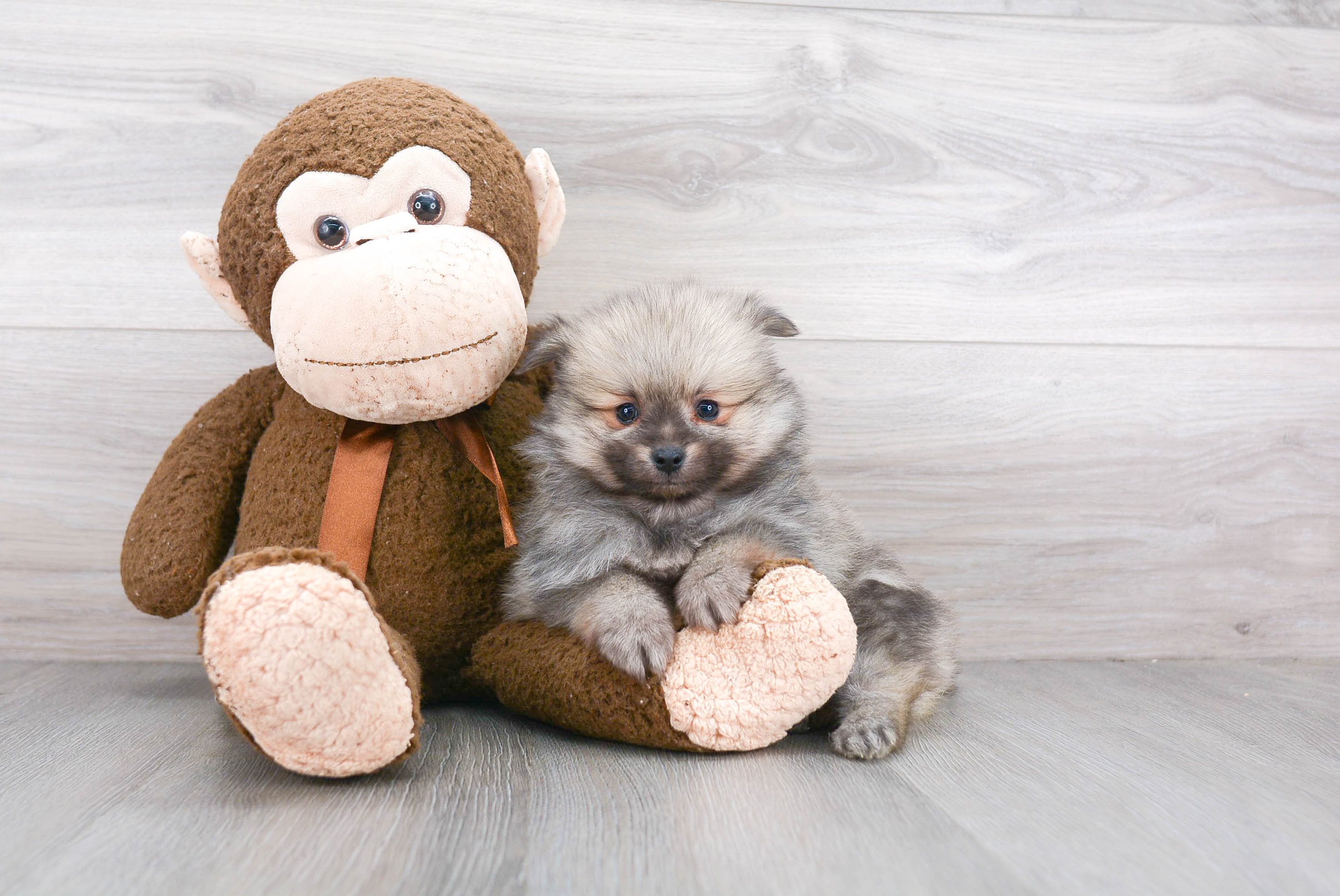 Pomeranian Puppy for Adoption