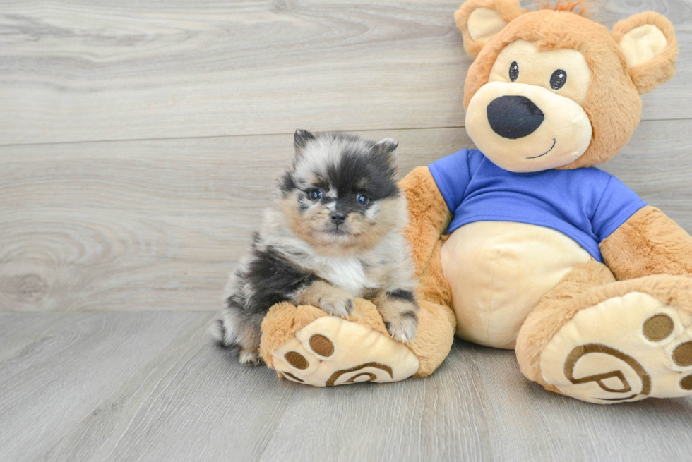 Popular Pomeranian Baby