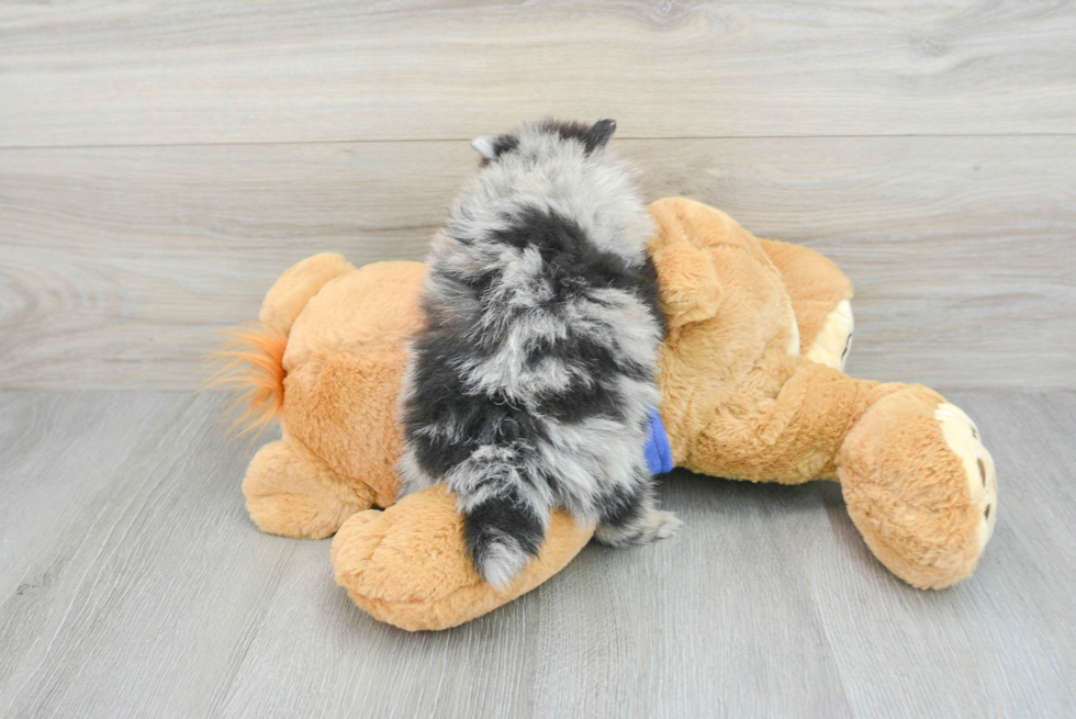 Small Pomeranian Baby