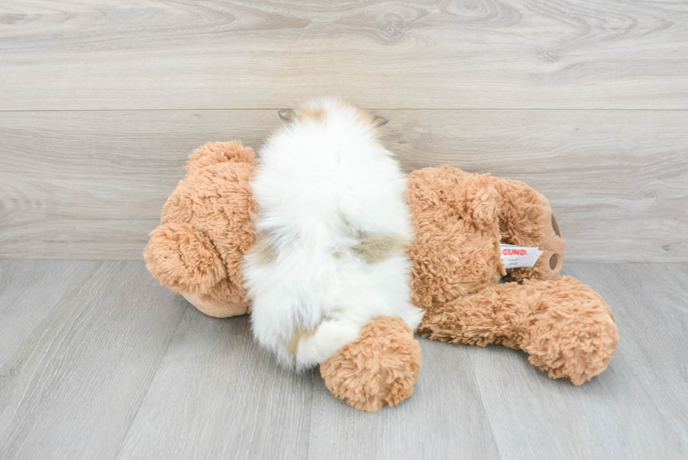 Pomeranian Puppy for Adoption