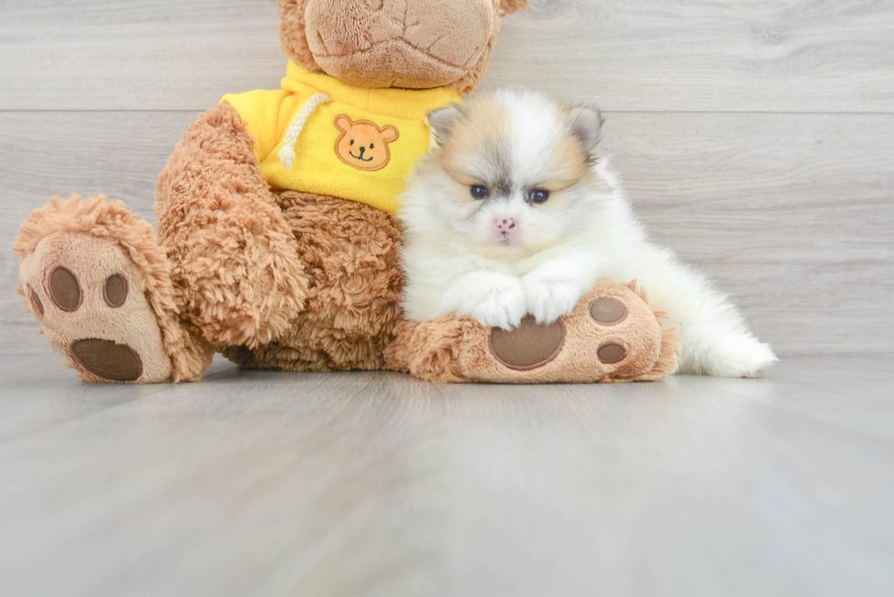 Petite Pomeranian Purebred Puppy