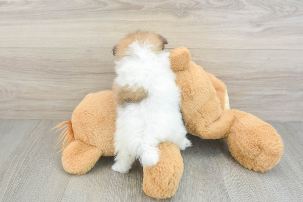 Sweet Pom Pom Purebred Puppy