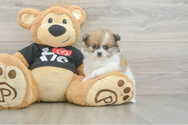 Akc Registered Pomeranian Purebred Pup