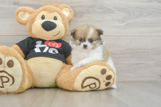 Akc Registered Pomeranian Purebred Pup