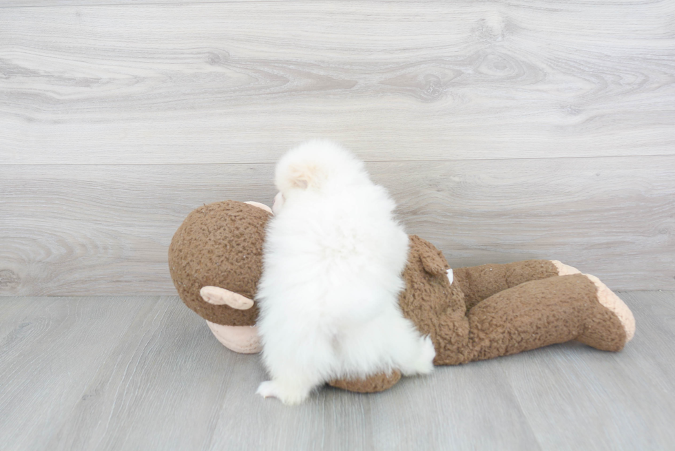 Petite Pomeranian Purebred Puppy